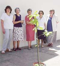 Comisión Directiva del Centro Vasco de Bragado junto al retoño del Árbol de Gernika (foto Magdalena Mignaburu)