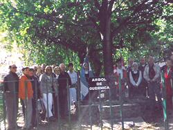 El retoño del Arbol de Gernika de Mar del Plata, que fue plantado por la comunidad vasca en 1955