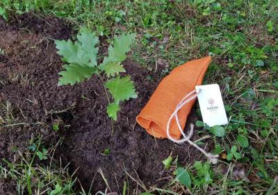 Este domingo se plantará el retoño del Árbol de Gernika en el parque y jardines Jonsered de Gotemburgo