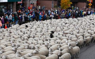 Más de 1500 ovejas cada año desfilan por la calle principal de Ketchum.